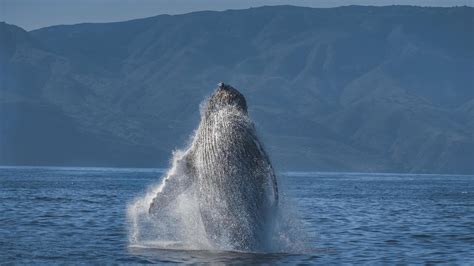 santa barbara channel whale heritage